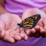 person holding yellow and black butterfly